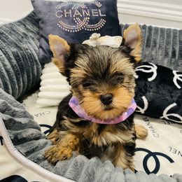 Yorkshire Terrier Puppies from Green Mountain Designer Yorkies