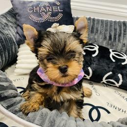 Yorkshire Terrier Puppies from Green Mountain Designer Yorkies