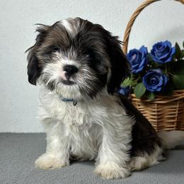 Trevor - Black gold and white male Cavatzu puppy in Oklahoma from Rocky Oak Cavaliers & Biewer Terriers LLC