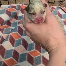 Jinu - Merle male Pomsky puppy in Sumter, South Carolina from Emerald Skies Pomskies