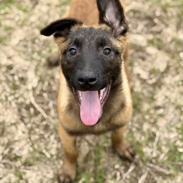 Cyclone - Fawn sable male Belgian Malinois puppy in Briggs, Texas from Madhouse’s Belgian Malinois and German Shepherds