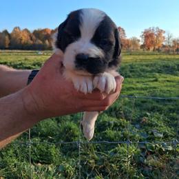 Carmel - Brown and white female Saint Bernard puppy in Kinsman, Ohio from Coleman Saint Bernards of Ohio
