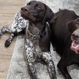 German Shorthaired Pointers from Moore Family GSPs