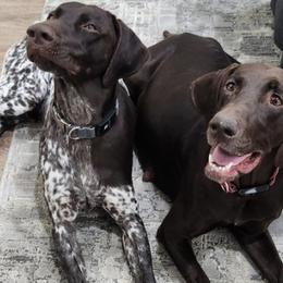 German Shorthaired Pointers from Moore Family GSPs