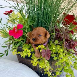 Daisy - Red female Cavapoo puppy in Preston, Idaho from Shaffer Top Notch Puppies