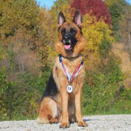 Mia - German Shepherd
