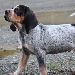Bluetick Coonhounds and Poodles from Dejah Bleu Kennels