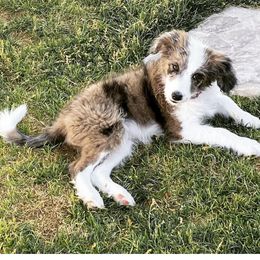 Aussiedoodles and Goldendoodles from Herriman Hills Doodles