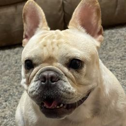 Ellie - French Bulldog