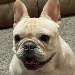 Ellie - French Bulldog
