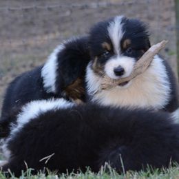 Australian Shepherd and Pyrenean Shepherd Puppies from Coolmoor