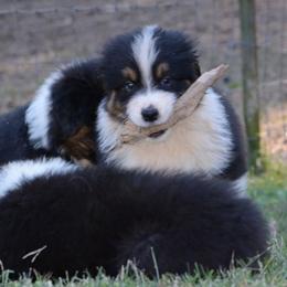 Australian Shepherd and Pyrenean Shepherd Puppies from Coolmoor