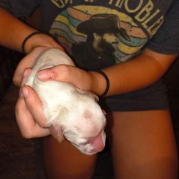 Creed - Piebald male Dachshund puppy in Hollis, Oklahoma from Write Breed Doxies