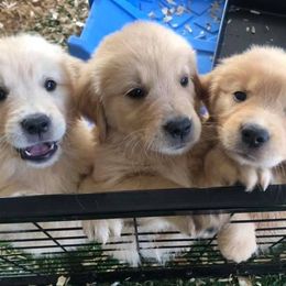 Golden Retriever Puppies from Oak Canyon Golden Retrievers