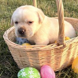 Johnny - Yellow male Labrador Retriever puppy in Garnett, Kansas from Timberland Creek Labradors