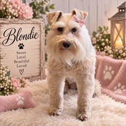 Blondie - Miniature Schnauzer