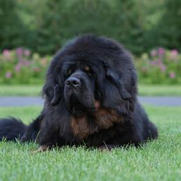 Lilly - Tibetan Mastiff