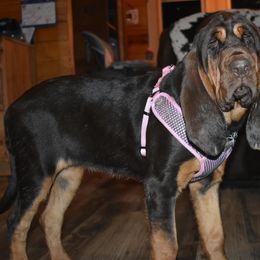 American Bully and Bloodhound Puppies from Blue Collar Kennelz Bloodhounds and American Bullies