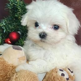 Tiny tea cup Alice - White female Maltese puppy in The Villages, Florida from My Precious Pups