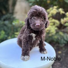 Noble - Brown and white male Aussiedoodle puppy in Strasburg, Pennsylvania from Still Water Puppies