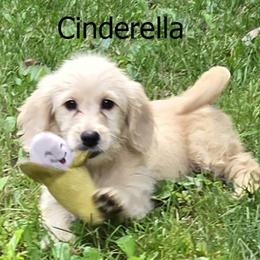 Cinderella - Cream female Goldendoodle puppy in Milford, Michigan from Servant Kennel