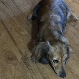 Mila - Dachshund