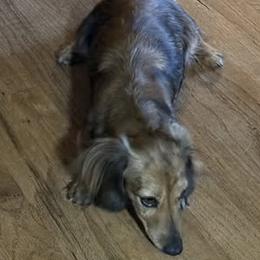 Mila - Dachshund