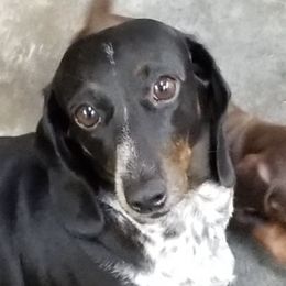 Dachshunds and Shih Tzus from Wulff's East LA Puppies