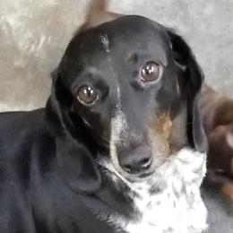 Dachshunds and Shih Tzus from Wulff's East LA Puppies