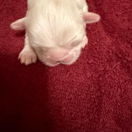 Draco - White male Pekingese puppy in Cedar City, Utah from Pekingese Zoo