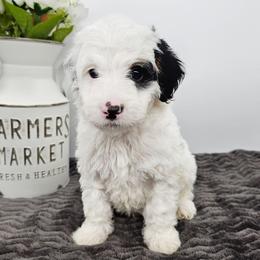 Frodo - Black and white male Bernedoodle puppy in Granton, Wisconsin from Rose River Farms