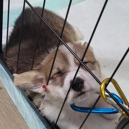 Pembroke Welsh Corgis from Cajun Creek's