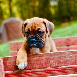 Lincoln - Fawn male Boxer puppy in Oregon, Illinois from Schaible's Boxer Huddle