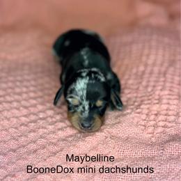 Maybelline - Dapple female Dachshund puppy in Lexington, Oklahoma from BooneDox Miniature Dachshunds