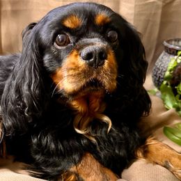 Sage - Cavalier King Charles Spaniel