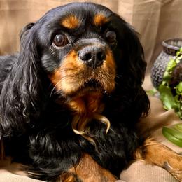 Sage - Cavalier King Charles Spaniel