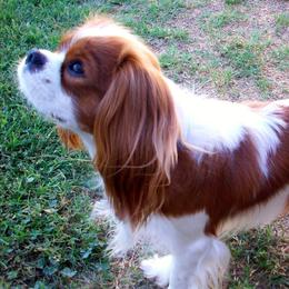 Cavalier King Charles Spaniels from Kelton Cavaliers