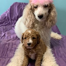 Chloe - Poodle