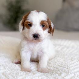Boone - Parti male Goldendoodle puppy in Southeast Arcadia, Florida from Desoto Doodles