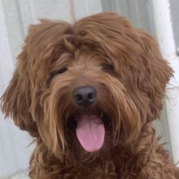 Kobe - Australian Labradoodle