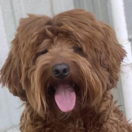 Kobe - Australian Labradoodle