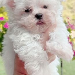 Boy 2 - White male Maltese puppy in Charlotte, North Carolina from Toy Poodle and Maltese Perfection