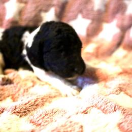 Autumn - Parti female Poodle puppy in Meadowbrook, California from Standard Poodle Pups