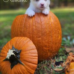 Fremont - White merle male American Corgi puppy in Cameron, North Carolina from Butts Family Corgis