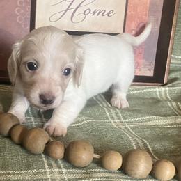 Benny - Cream male Dachshund puppy in Sharon Springs, New York from Show Us The Way Homestead