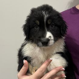 Weston - Companion Cross puppy from Mid-Ohio Australian shepherds