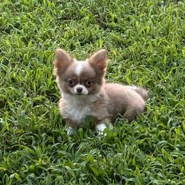 Coby - Blue and tan male Chihuahua puppy in Gloucester, Virginia from Charlotte's Web of Chihuahuas