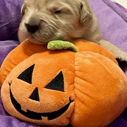 Elf - Golden male Golden Retriever puppy in Saint Pauls, North Carolina from Copperfield’s Goldens