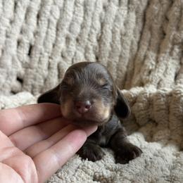Sasha - Chocolate and cream female Dachshund puppy in Grants Pass, Oregon from Redwood Dachshunds