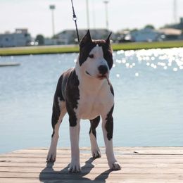 American Staffordshire Terrier All Grown Up from Homegrown Amstaffs